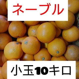 ネーブルオレンジ、小玉10キロ、熊本産(フルーツ)