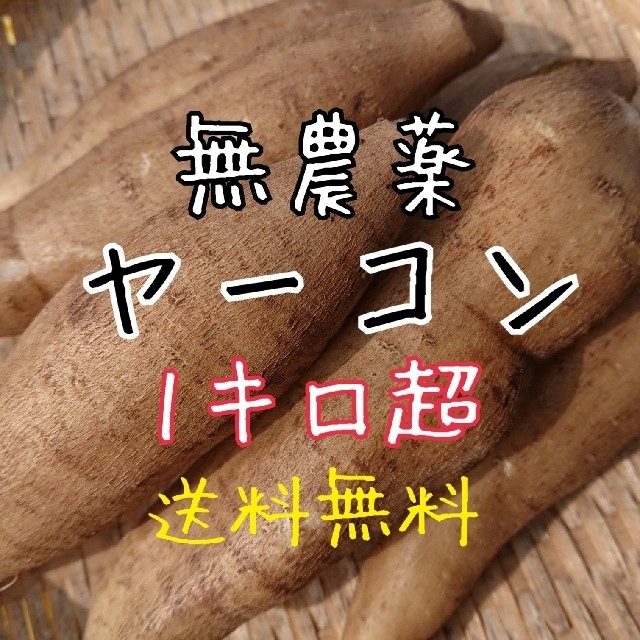 無農薬 ヤーコン 1キロ超～☆送料無料❗ 食品/飲料/酒の食品(野菜)の商品写真