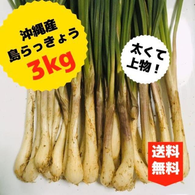 食品ここだけの古宇利島産！太くて上物！　美ら島らっきょう　3kg