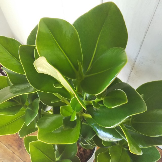 希少種‼️肉厚の葉っぱ❗️観葉植物クルーシア☆受皿プレゼントの通販