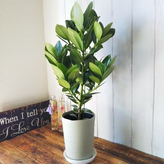 希少種‼️肉厚の葉っぱ❗️観葉植物クルーシア 受皿プレゼントの