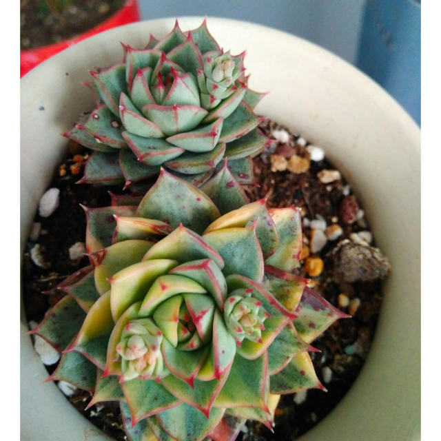 Echeveria Fabiola錦　多肉