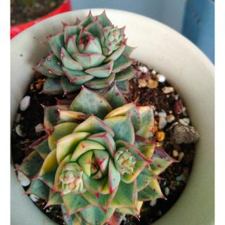 Echeveria Fabiola錦　多肉(その他)