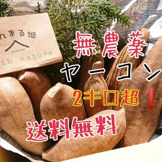 無農薬 ヤーコン 2キロ超～送料無料❗(野菜)