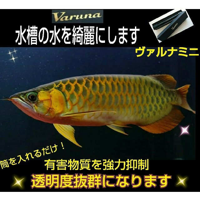 その他ヴァルナミニ　23センチ　水槽の透明度が抜群に！有害物質強力抑制！水替え不要に！