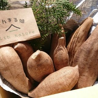 無農薬 ヤーコン&里芋セット 送料無料❗(野菜)