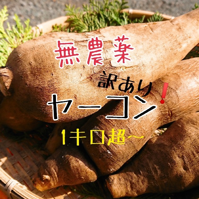 無農薬 ヤーコン 訳あり☆1キロ超～ 食品/飲料/酒の食品(野菜)の商品写真