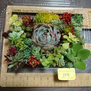 多肉植物 カット苗 344(その他)