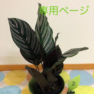 専用ページ(その他)