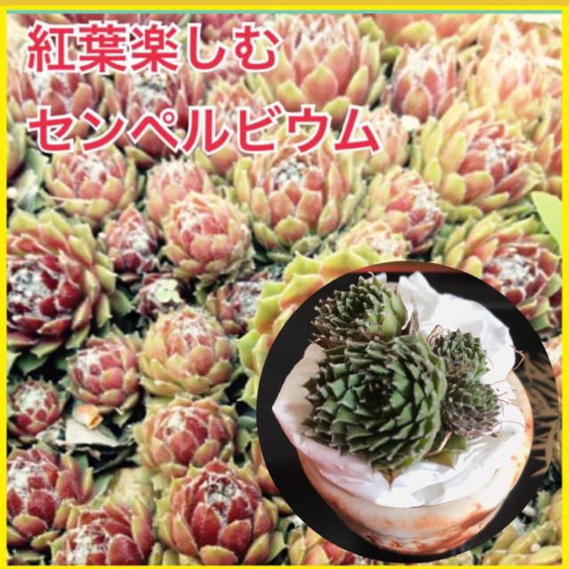 山分け❣️多肉植物 苗 センペルビウム 3-4苗 サボテン ハンドメイドのフラワー/ガーデン(その他)の商品写真