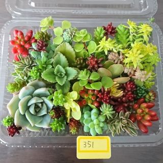 多肉植物 カット苗 351(その他)