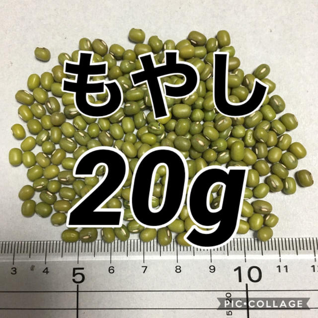 【20g】もやし　緑豆　タネ　種  食品/飲料/酒の食品(野菜)の商品写真