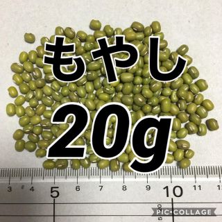 【20g】もやし　緑豆　タネ　種 (野菜)