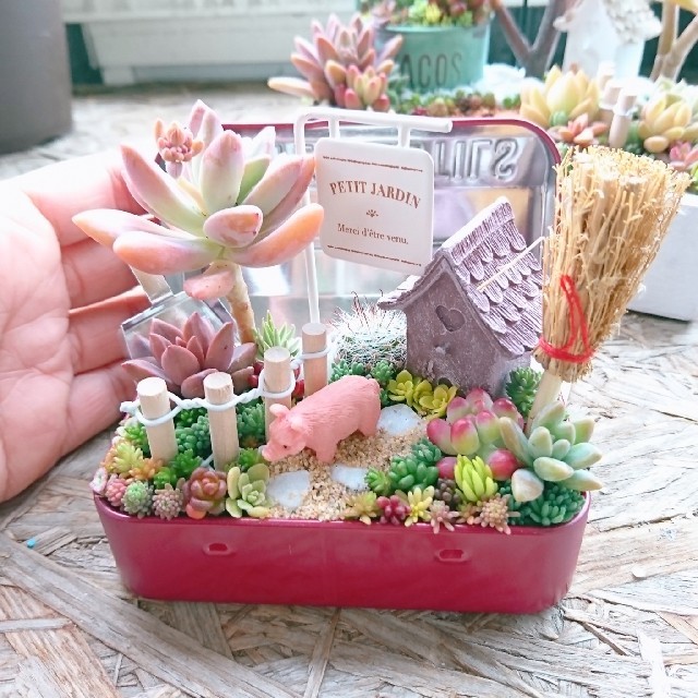 kumiko様 専用  多肉植物  寄せ植え ハンドメイドのフラワー/ガーデン(その他)の商品写真