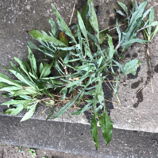 矢車草苗8本(その他)