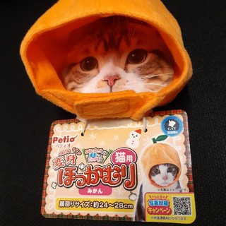 Petio  猫ちゃん変身ほっかむり　オレンジみかんバージョン(猫)