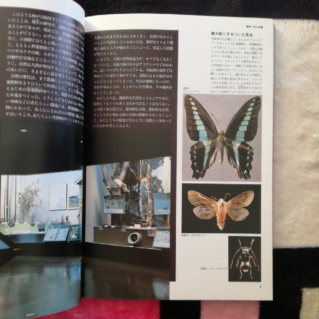 大阪市立自然史博物館　総合案内 エンタメ/ホビーの本(人文/社会)の商品写真