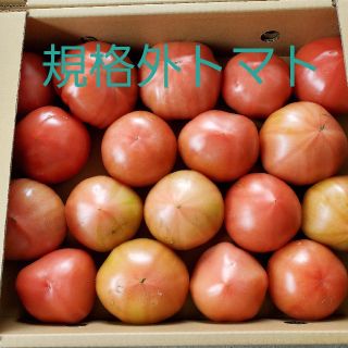 規格外　熊本県産トマト　四キロ入り(野菜)