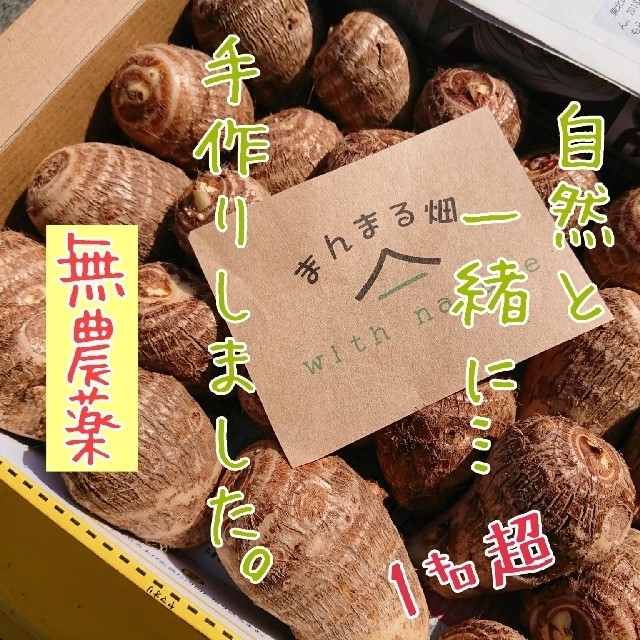 無農薬 里芋 １キロ超～ 送料無料❗ 食品/飲料/酒の食品(野菜)の商品写真