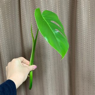 モンステラ●観葉植物●苗(プランター)