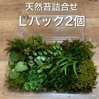 天然苔詰合せ2パック(プランター)