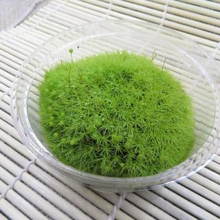 苔　苔セット　テラリウム　素材　タマゴケ(その他)