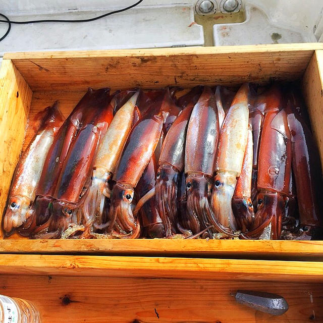 富山湾 スルメイカの船上干し 2キロ