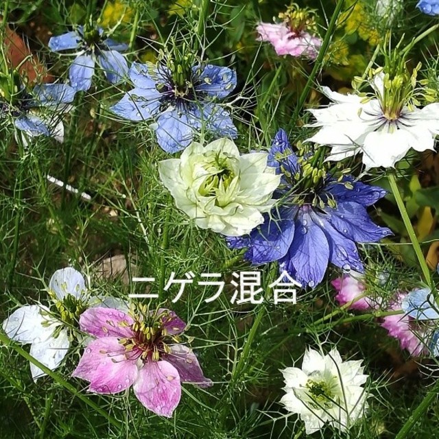 春まき花の種 寒冷地 ニゲラ ペルシャンジュエルを50粒以上の通販 By Hanababa S Shop ラクマ