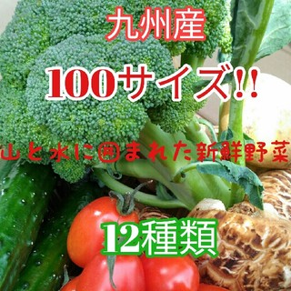 九州産春野菜　12種類！箱いっぱい詰め合わせSET！！(野菜)