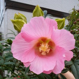 芙蓉の種(その他)