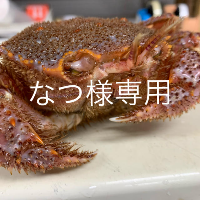 北海道産ボイル毛蟹　魚介