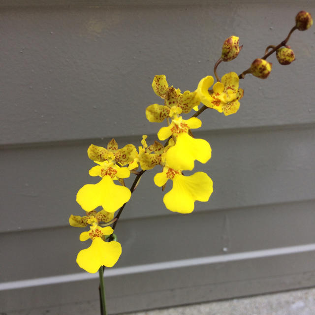 花つぼみ付♡オンシジューム♡リトルエンジェル♡可愛い♡イエローカラー♡鉢ごと発送 ハンドメイドのフラワー/ガーデン(プランター)の商品写真