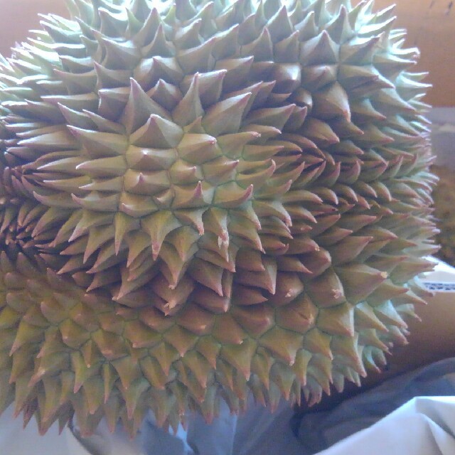 生ドリアン/Fresh Thai Durian 食品/飲料/酒の食品(フルーツ)の商品写真