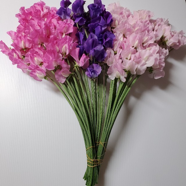 スイートピー 秀品 切り花 50本 薄桃 濃桃 濃パープル Zomkqvun6x Www Pacificgroup Com Ar スイートピー 秀品 切り花 50本 薄桃 濃桃 濃パープル Zomkqvun6x Www Pacificgroup Com Ar