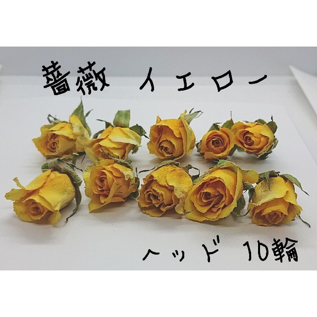 ミニ薔薇♡ドライフラワー イエロー10輪 ハンドメイドのフラワー/ガーデン(ドライフラワー)の商品写真