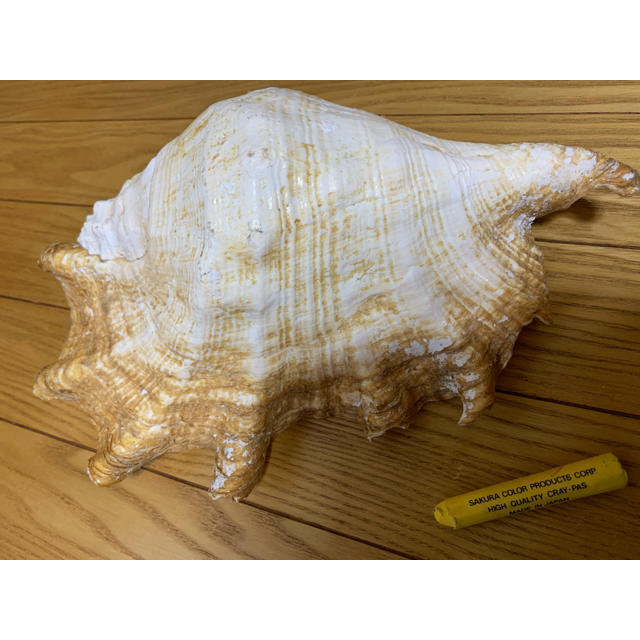 大きい 貝殻 置物 海 自然 シェル 天然の通販 By Teetime S Shop ラクマ 大きい 貝殻 置物 海 自然 シェル 天然の通販 By Teetime S Shop ラクマ
