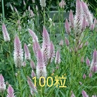 野ケイトウ種 100粒(その他)