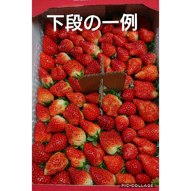 佐賀県産 イチゴ「いちごさん」訳あり約2kg  クール便発送 苺 食品/飲料/酒の食品(フルーツ)の商品写真