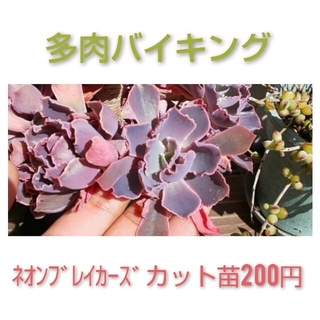 ★ﾈｵﾝﾌﾞﾚｲｶｰｽﾞ カット苗 多肉植物(その他)