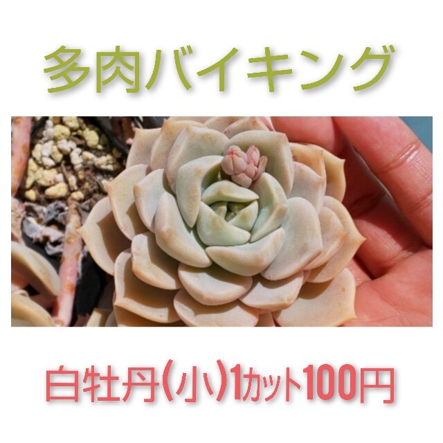 ★白牡丹(小)  カット苗 多肉植物 ハンドメイドのフラワー/ガーデン(その他)の商品写真