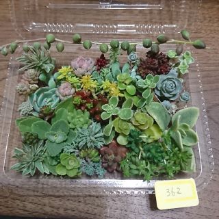 多肉植物 カット苗 362(その他)