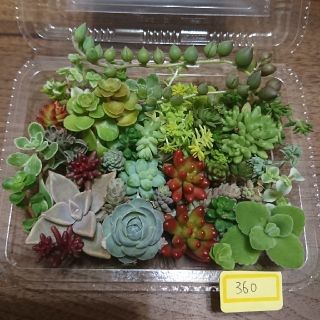 多肉植物 カット苗 360(その他)