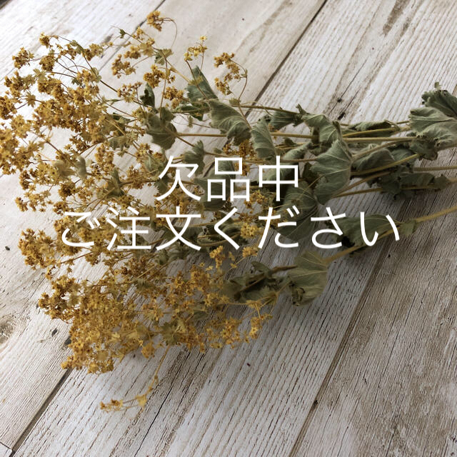ドライフラワー　レディースマントル　北海道花材 ハンドメイドのフラワー/ガーデン(ドライフラワー)の商品写真