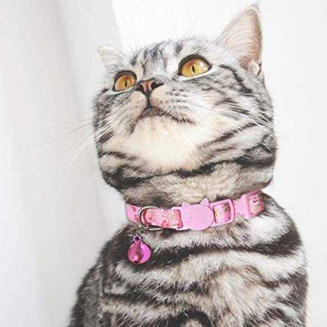 3点入り（ピンク、パープル、ブルー）猫 首輪 猫の首輪 猫用首輪 セーフティバッ その他のペット用品(猫)の商品写真