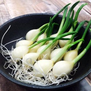 【超超大特価！】青森県産発芽スプラウトにんにく20本(野菜)