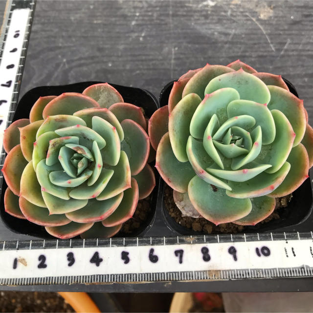 多肉植物 七福神 抜き苗2ポットの通販 By グリコ ラクマ 多肉植物 七福神 抜き苗2ポットの通販 By グリコ ラクマ