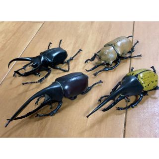 カブトムシ  セット(その他)