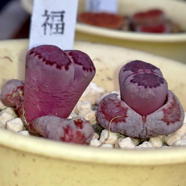 多肉植物◎紫福来玉 ハンドメイドのフラワー/ガーデン(その他)の商品写真