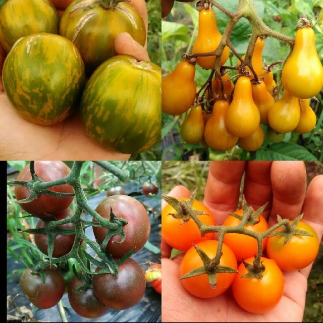 1月～5月蒔き　イタリア野菜の種子など。カラフルなトマトの種　4種類10粒ずつ
 食品/飲料/酒の食品(野菜)の商品写真