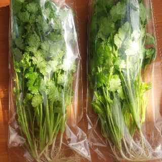 無農薬、無化学肥料パクチー　300g(野菜)